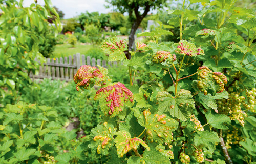 Spuren der Johannisbeerblasenlaus