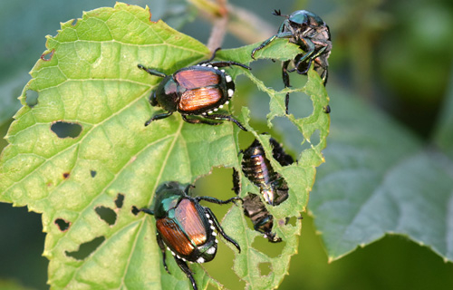 Japankäfer