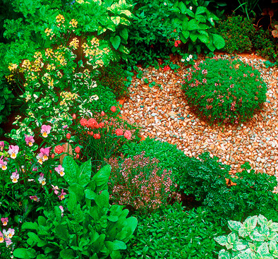 Kräuter im Garten