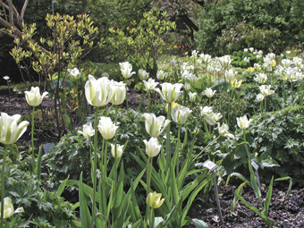 Viridiflora-Tulpe ‘Spring Green’