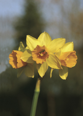 Narcissus ‘Tête à Tête’