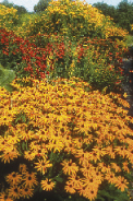 Sonnenhut (Rudbeckia)