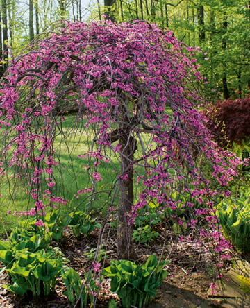 Judasbaum (Cercis canadensis) ‘Lavender Twist’®