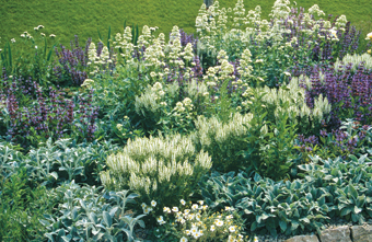 Salvia nemorosa ‘Adrian’