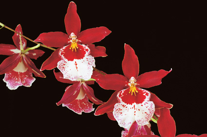 Foto: Deutsche Orchideen-Gesellschaft