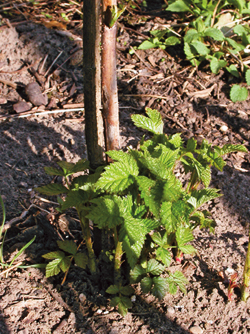 Himbeeren