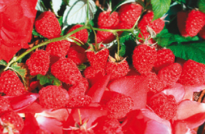 Herbsthimbeeren