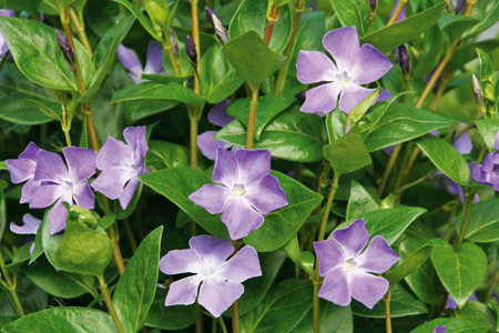 Kleine Immergrün (Vinca minor)