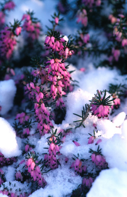 Schneeheide (Erica carnea)