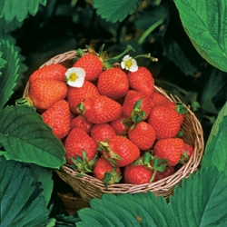 Erdbeeren