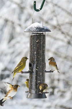 Futtersäulen aus Plexiglas oder Drahtgitter