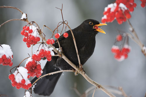 Gewöhnlicher Schneeball für Vögel