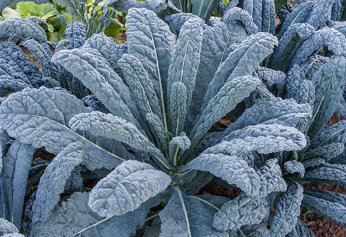 Palmkohl ‘Nero di Toscana’