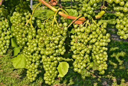 Romulus - Kleinbeerige Tafeltraube