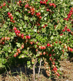 Stachelbeerenfrüchte