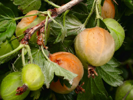 Stachelbeeren mit Sonnenbrand
