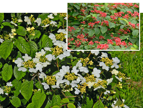 Japanischer Schneeball ‘Summer Snowflake’