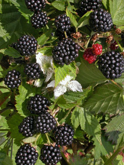 Brombeeren