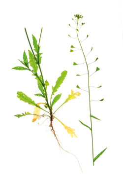 Hirtentäschelkraut