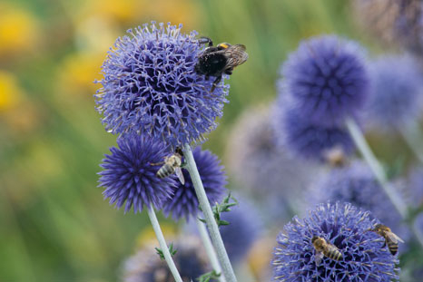 Kugeldistel ‘Veitch’s Blue’