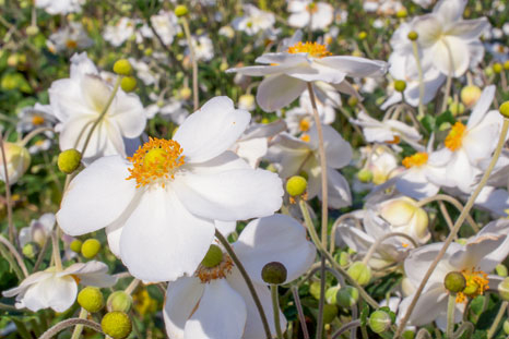 Herbst-Anemone ‘Honorine Jobert’