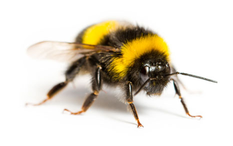 Hummel