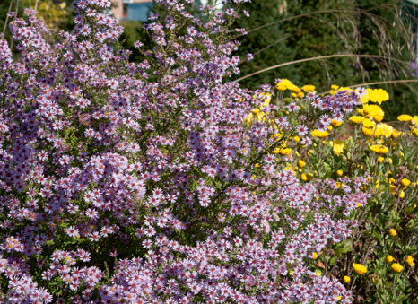 Myrtenaster ‘Lovely’