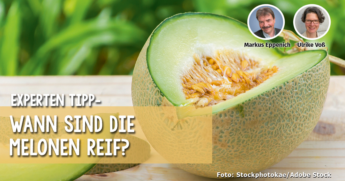 Expertentipp Wann sind die Melonen reif?